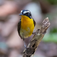 Yellow-rumped Flycatcher